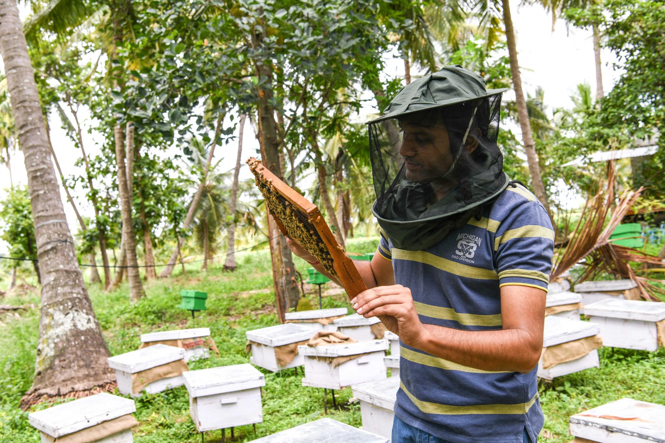 Apoorva visits his bee farm in Bidadi regularly to check the health of the bees. He is a mechanical engineer but a beekeeper by profession. He found his passion for bees even before he graduated and took it up soon after. He&rsquo;s been working on bees for over 10 years and works closely with farmers across the country. He travels, meets farmers, trains them, gives them bee boxes, follows up with them on the progress and reviews the health of the bees regularly. He also helps them sell their produce. While Apoorva works with a lot of people across the country, this is a story close to home where he&rsquo;s been working with flood victims in Coorg. He is involved in multiple activities such as honey production, bee breeding, manufacturing beekeeping equipment, selling honey and beehive by-products, mainly wax. His company&#39;s annual turnover is over 2 crores. He has both Indian and Italian bees.