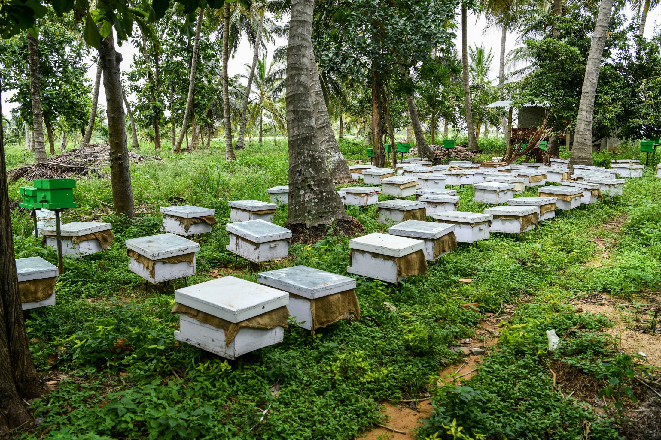 He initially collected bees from hives and then started breeding them in his apiary during the natural division season of bees. He also buys colonies from farmers when they multiply. This bee farm is near a cornfield which is rich in pollen. It is important to understand your demography he says. Having bee flora next to an apiary is very beneficial to harvest more honey and keep bees in good health. He harvests Indian bees in forests and hilly regions and also promotes only Indian bees to farmers as it&rsquo;s easier since most of them cannot handle migratory beekeeping. European bees which in India are Italian bees requires 4-7 migrations in a year for which, he travels around 1,200 kms pollinating thousands of acres in North Karnataka mainly Sunflowers, Til, Niger, Coconuts, Arecanuts, Banana, Avacado, Litchi and more. Honey yielding fields for Italian bees are Sunflowers, Eucalyptus, Til and Niger. He has more than 200 colonies now and will split them to make about 800 during the breeding season. A farmer keeps anywhere between 4-25 boxes. He needs about 3 boxes per acre and has to distance each colony by at least 10 feet. Bee Harvesting has helped Coorg flood victims make a livelihood Vijay Panduranga talks about the effects of the flood and the rehabilitation work in Coorg. After the floods in 2018 that hit Coorg, a lot of farmers lost their land in turn livelihood and haven&rsquo;t received much relief from the government. There were rescue operations but then not much is being done on the rehabilitation front. With paltry compensation from the govt. Coorg flood victims are finding solace in the new beekeeping venture. Nectar flow is an initiative/program started by a few local people, spearheaded by Retd. Brigadier Devaiah to help provide a steady income to people interested in beekeeping. People have seen returns in the 1st few months. They say that the money that comes in lets them breathe. While beekeeping in an age-old tradition in Coorg, the methods are ancient. Devaiah was on the lookout for someone with a scientific approach to help them and that&rsquo;s when he found Apoorva and sought help. Apoorva readily agreed and continues to work closely with the farmers. He has helped the farmers understand the species better, eventually getting them better yields. At Coorg, each farmer makes a minimum of 5 kgs of honey per year and each box sells at Rs. 600/- per kg. They also make money by selling colonies at Rs. 1,500/- per colony. Farmers produce about 2-3 kgs of beeswax per year which is approximately Rs. 350/ kg Farmers from the North East, Chhattisgarh, Coorg and other parts of India find it difficult to sell the honey and wax that they produce. Apoorva helps them by buying the whole lot from them, filters them further if there&rsquo;s moisture and sells them as and when he gets enquires. Honey is labeled as per the flowering season such as litchi, cardamom, clover, mustard, chilli, etc., the honey tastes different too. The by-products such as beeswax, royal jelly and bees venom are other sources of income and, used in pharmaceuticals and beauty products. The below-mentioned statistics are only an example of how bee pollination increases the yield anywhere between15% &ndash; 80%. These are scientifically proven numbers in ideal conditions (these are underestimated values). Estimated global economic value of pollination is 217 billion USD in 2005 Crop &nbsp; &nbsp; &nbsp; Increase in yield per acre (%) Increase in yield per acre Income generation by pollination per acre Coffee 15% 5 Bags 15,000/- Aracanut &nbsp; 25% 2 Quintals 64,000/- Coconut&nbsp; 20% 3,000 nuts 36,000/- Banana 20% 5 Quintals 10,000/- Watermelon &nbsp; 80% 4 Tonnes 20,000/- Farmers tell us their personal stories of how beekeeping has helped increase their yield with pollination in crops such as coffee, fruits and spices. They also make a good livelihood but extracting honey and wax. What they make is pure and unadulterated making the quality far more superior than the ones available off the shelves at supermarkets.
