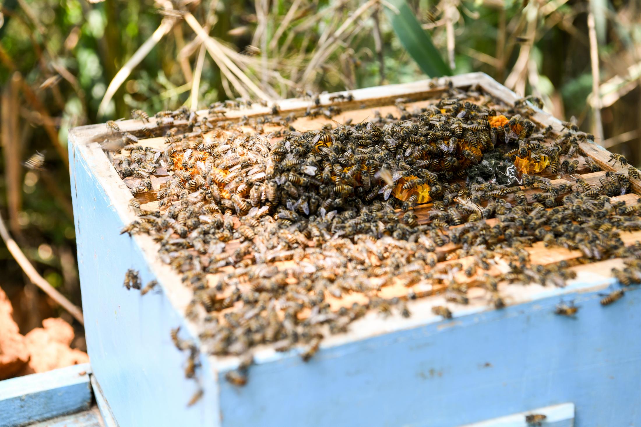 This is what a bee box looks like. This is one bee colony. They come on top to feed. There are multiple wooden frames inside quoted with wax, which help them construct combs.