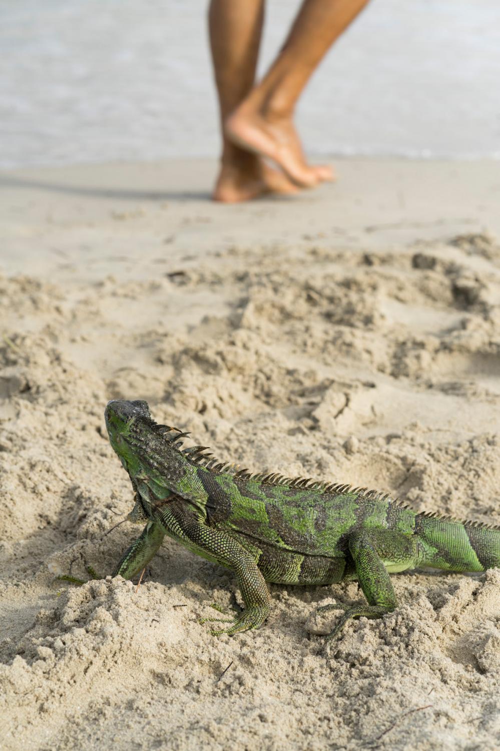 A green iguana iguana looks at passers-by on the sand at the shore of the South Pointe Beach in...