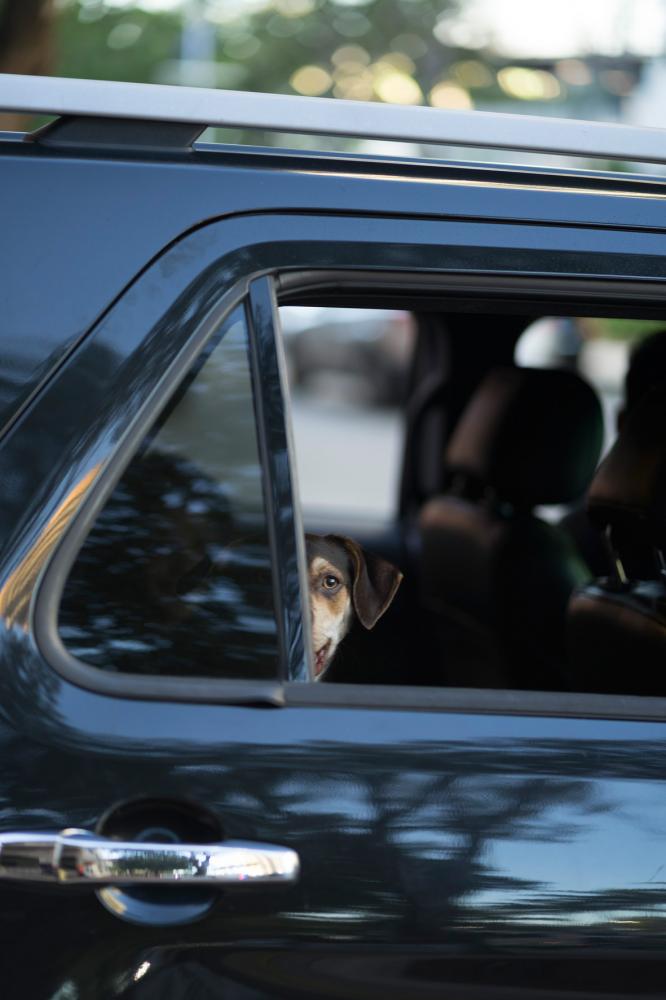 Miami Bites - A dog looks out the window from a car at a stop sign in...