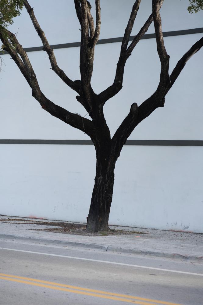 Image from Miami Bites - A tree with a burned black trunk stands on the border of...