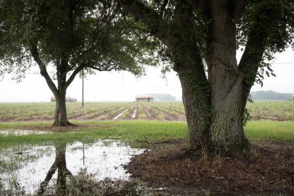 Image from  Slave Dwellings -   Slave Dwellings and Fields, St James Parish, Louisiana  