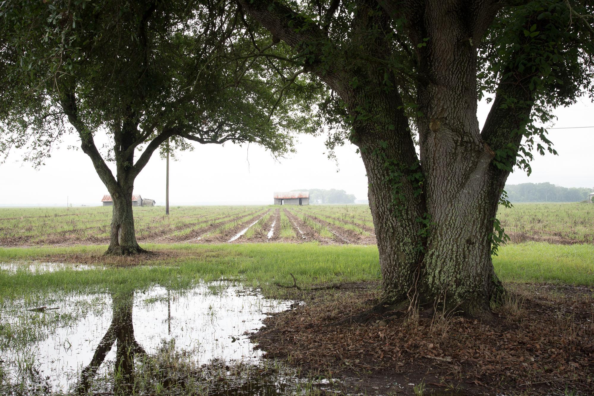  Slave Dwellings and Fields, St James Parish, Louisiana 