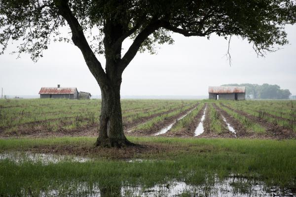 Slave Dwellings -   Slave Dwellings and Fields, St James Parish, Louisiana  