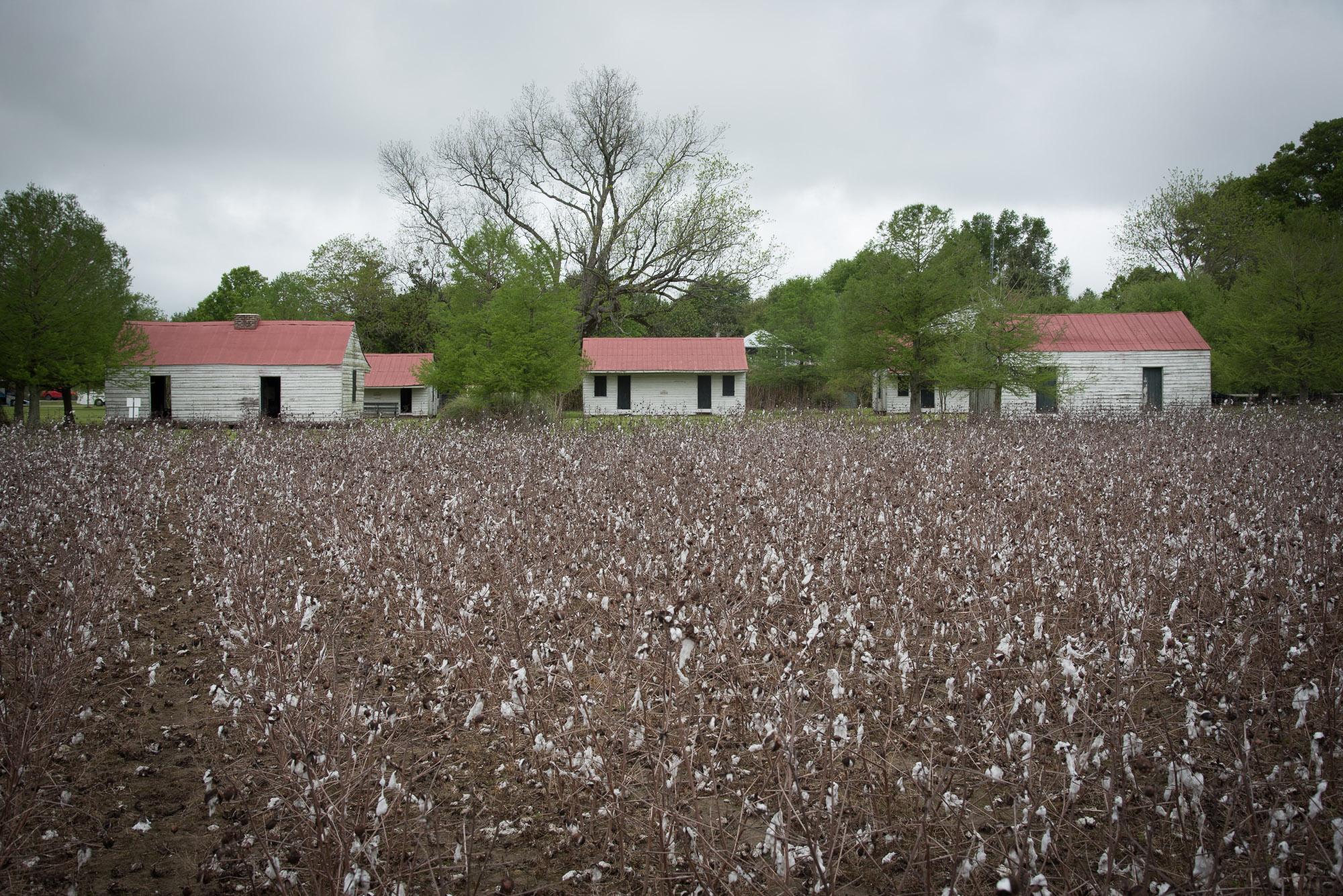  Slave Dwelling and Cotton Fields, Concordia Parish, Louisiana 