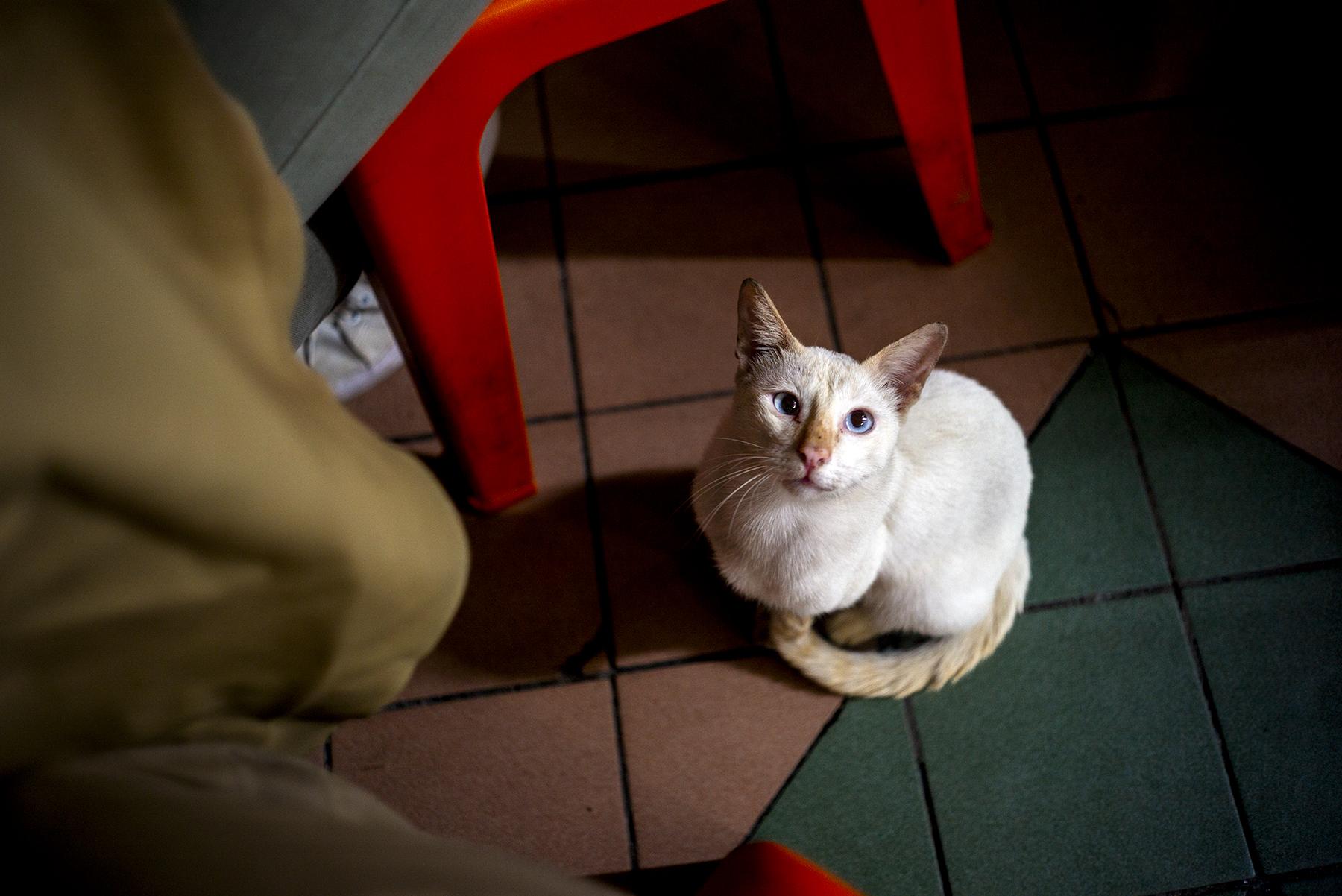 Asian Cats - Miri, Malaysia