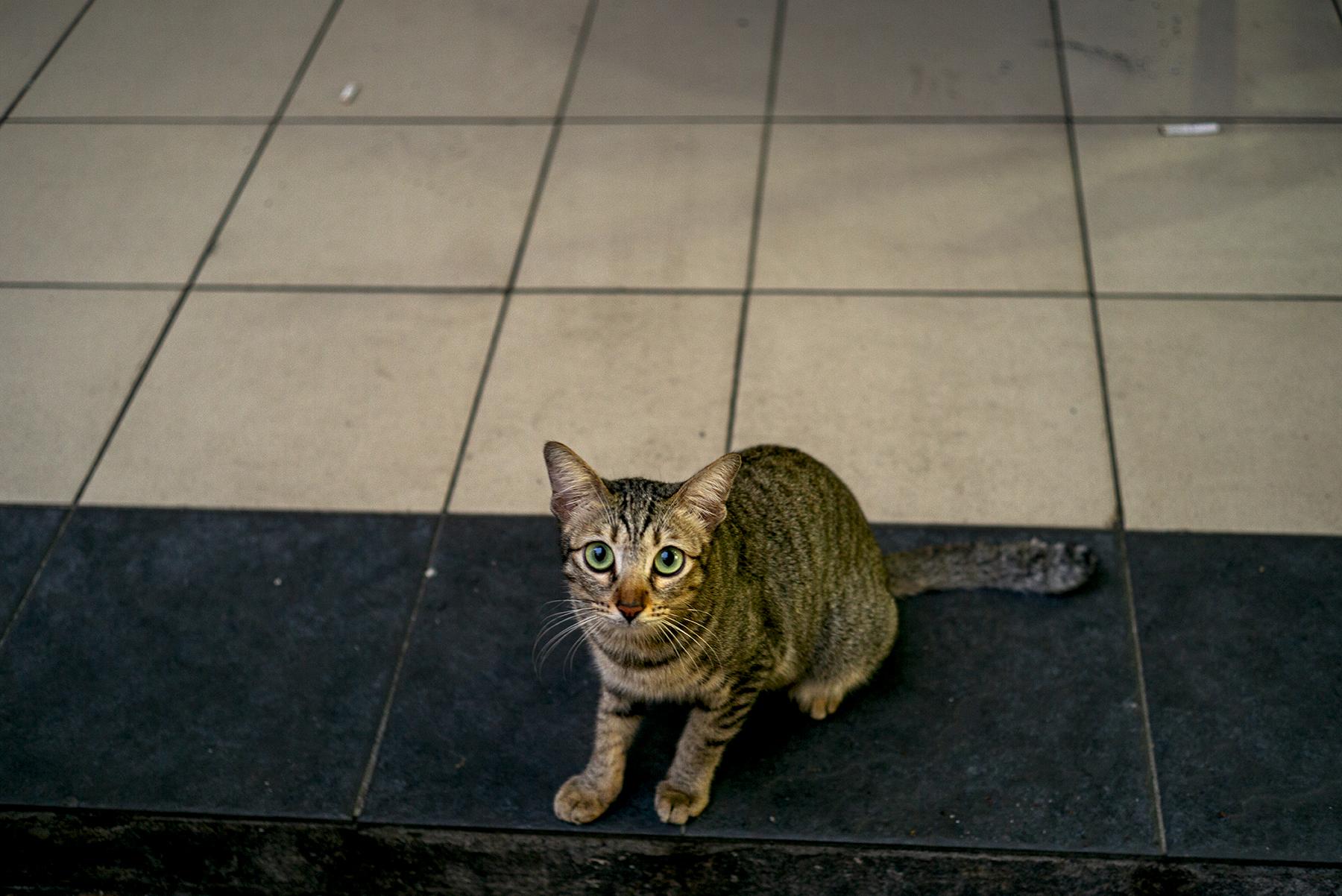Asian Cats - Kuching, Malaysia