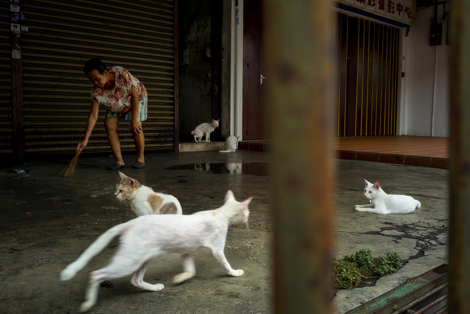 Asian Cats - George Town, Malaysia