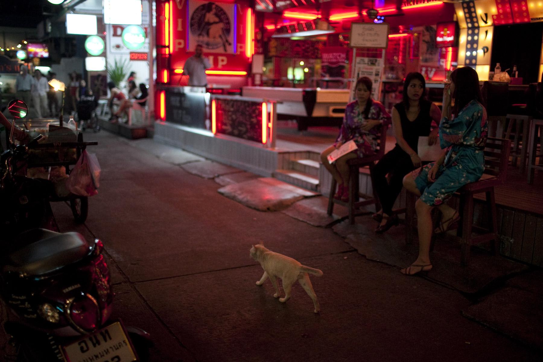 Asian Cats - Bangkok, Thailand