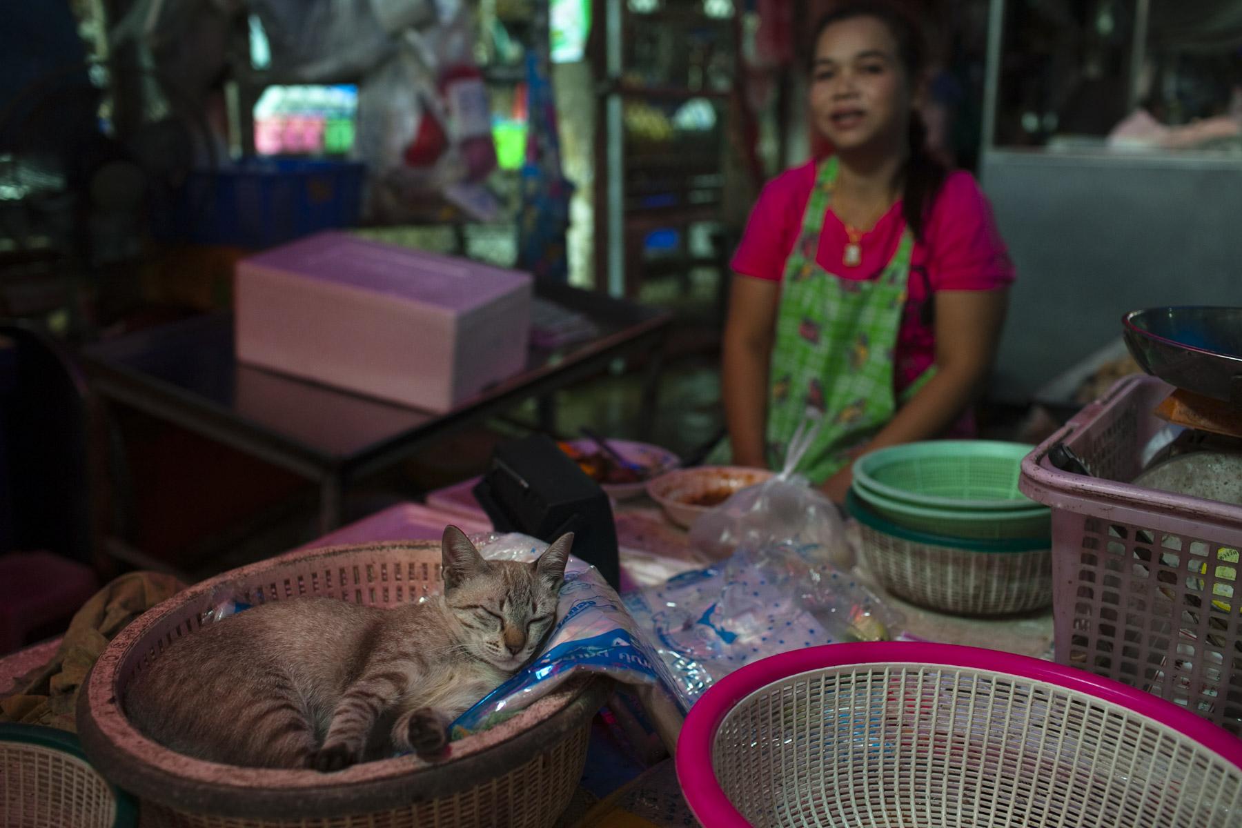 Asian Cats - Bangkok. Thailand