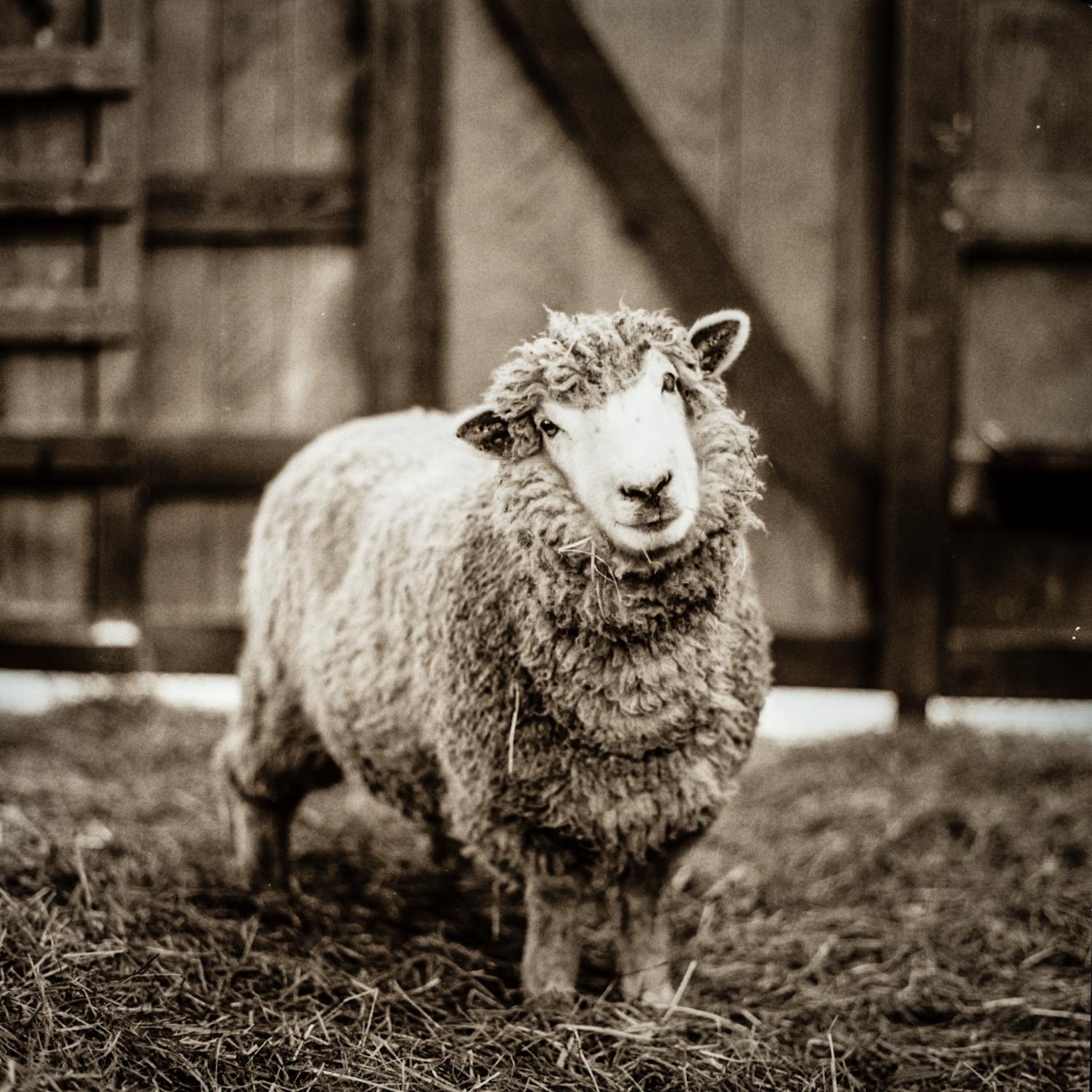 Sanctuary -   Coconut the sheep, rescued & living at Piedmont...