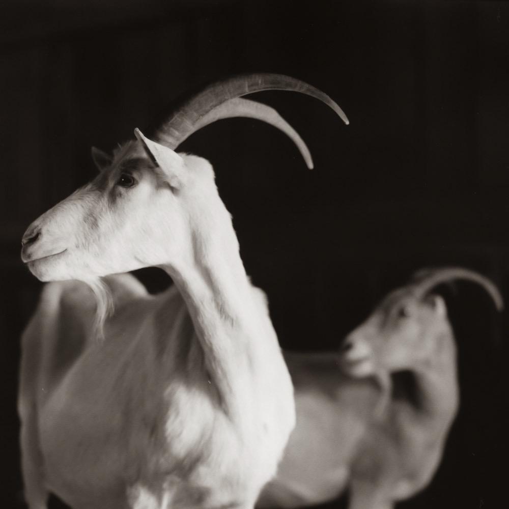 Sanctuary -   Zuzu the goat and his friend Tatiana at Farm...