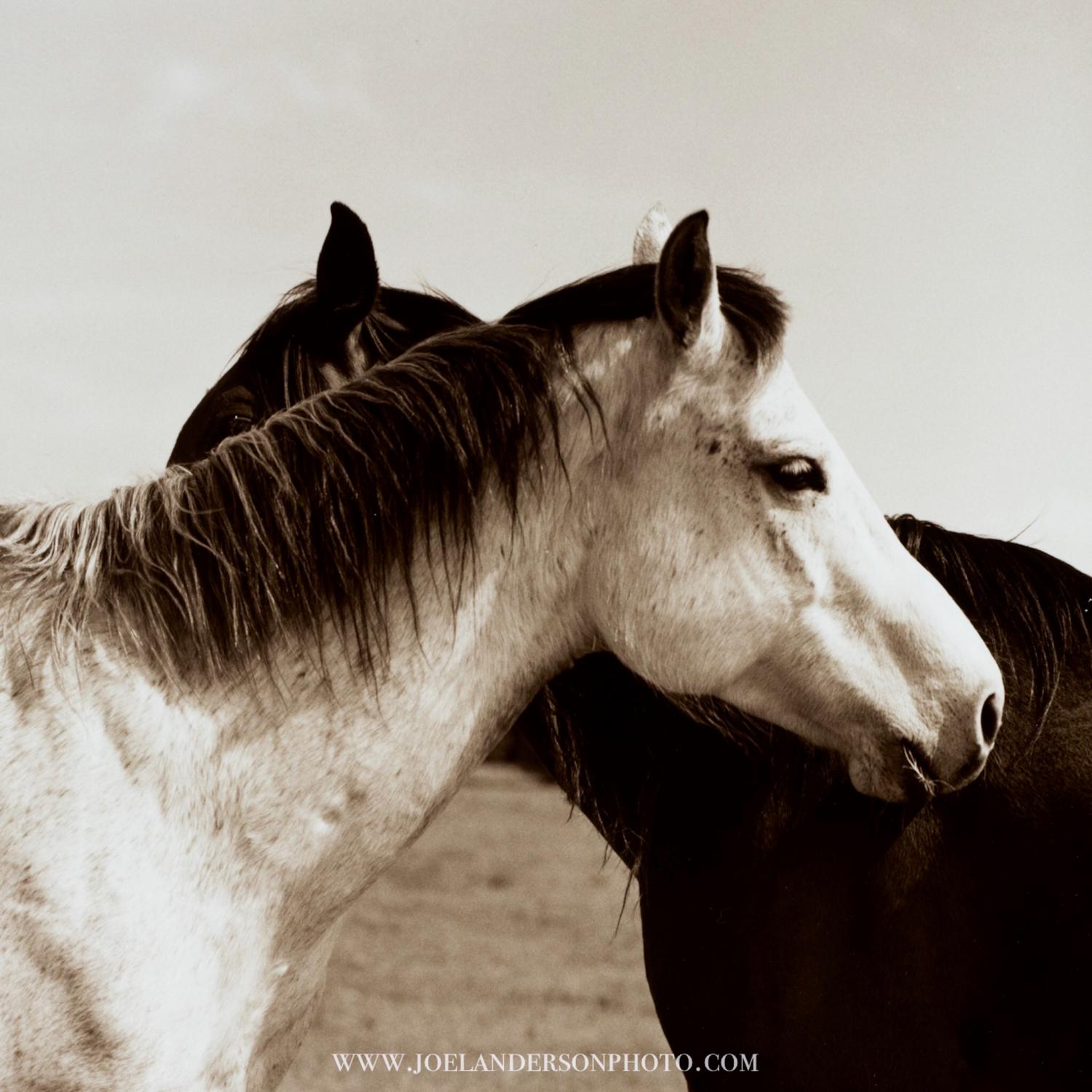 Sanctuary -   Spirit and Rafiq at Becky's Hope Horse Rescue, Texas  