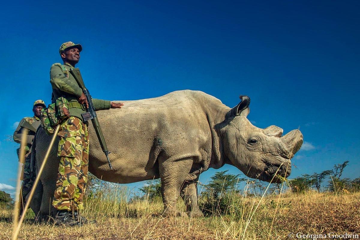 Sudan: The Last Male Northern White Rhino