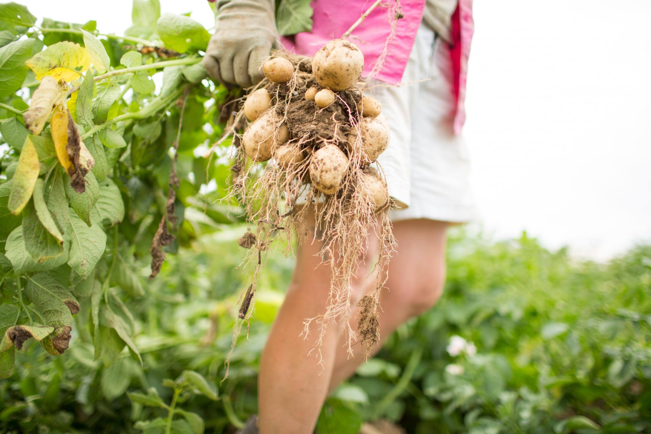 Oh, Farmer - Potato farmer, Marilee Foster harvests potatoes on her...