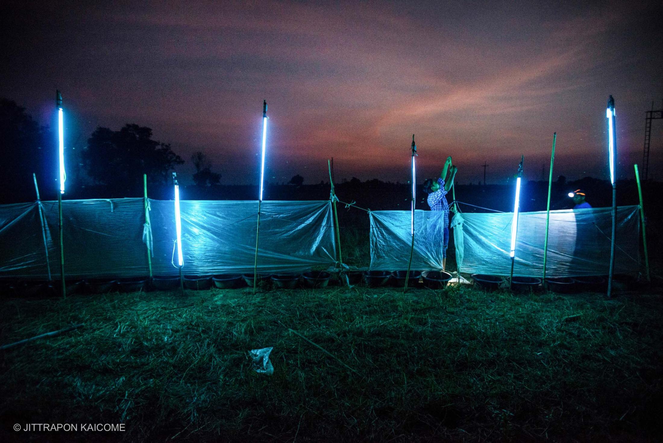 Civilian in Kaset Wisai, Roi Et, Thailand is setting up neon lights to trap bugs which is an...
