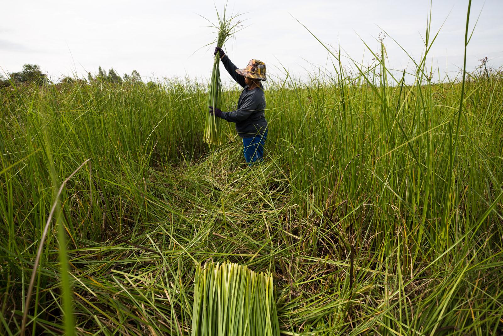 THREE DECADES OF AN ANTI-DAM STRUGGLE - Local villagers collect a reed that grows at the edge of...