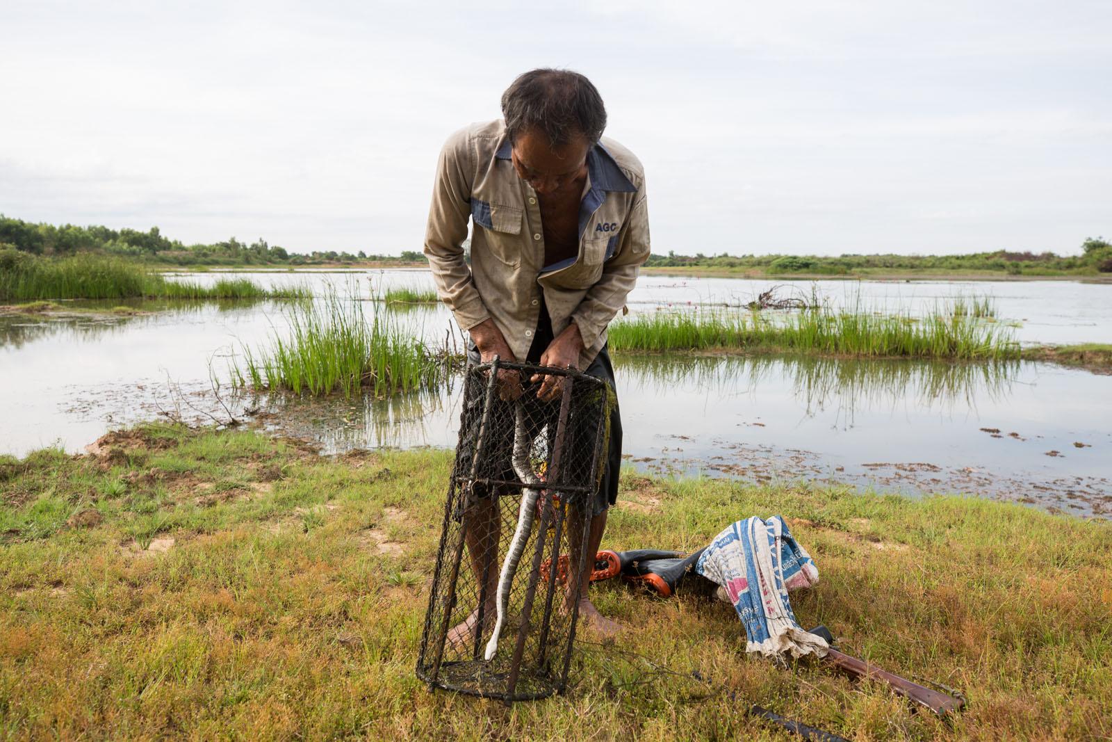 THREE DECADES OF AN ANTI-DAM STRUGGLE - Sombun Suphap, 65, struggles with a snake which has...