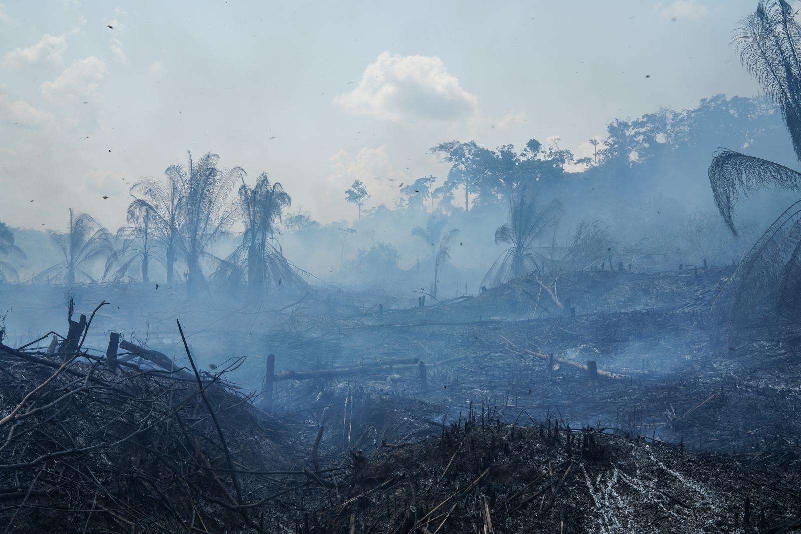 Land being burned for cattle gr...he Amazon rainforest near Acre.