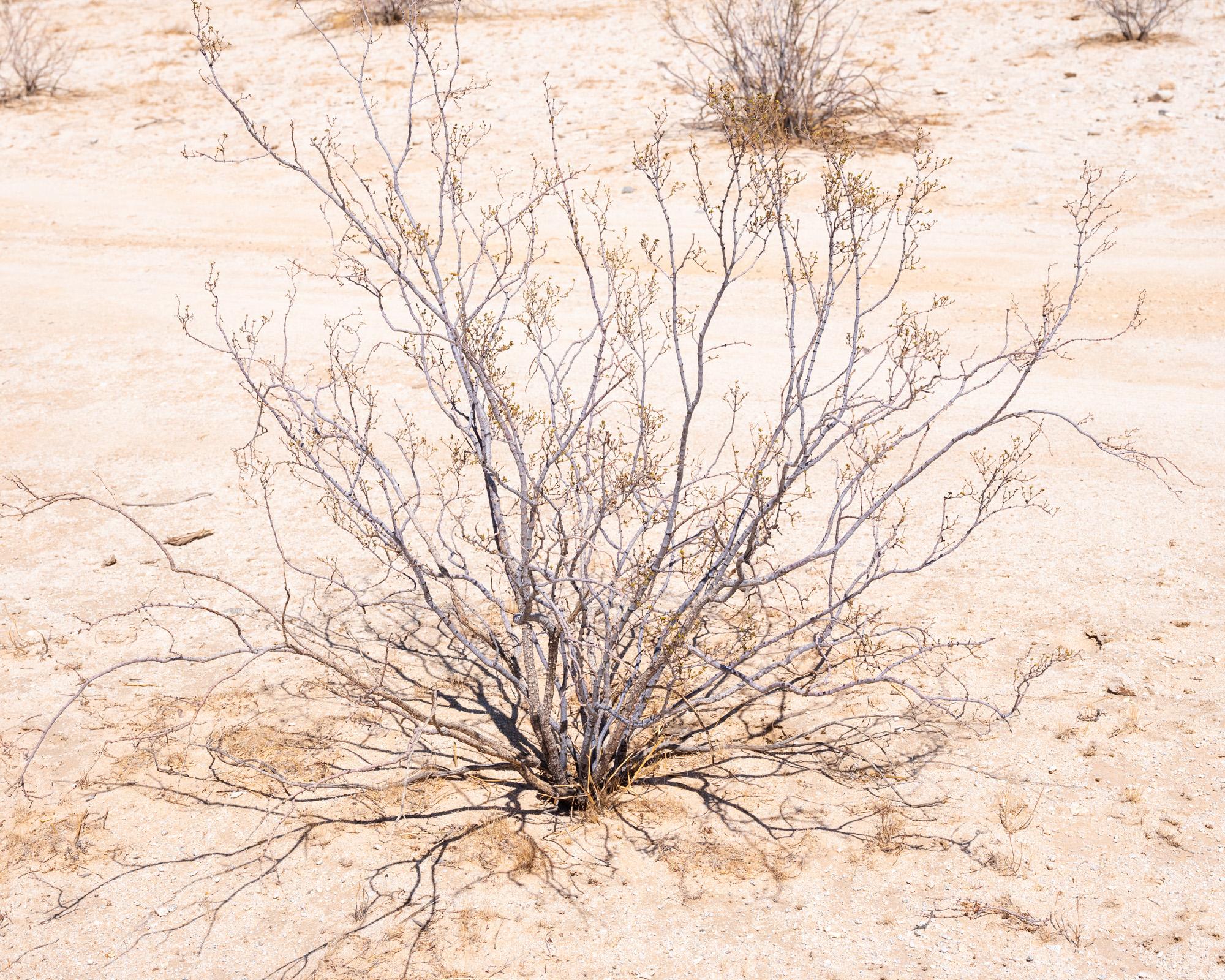 Desert -   