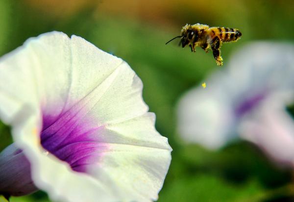 Image from 2015 NATURE CATEGORY WINNERS  -  Matthias Mugisha  2nd Place, Nature   The Bee And...