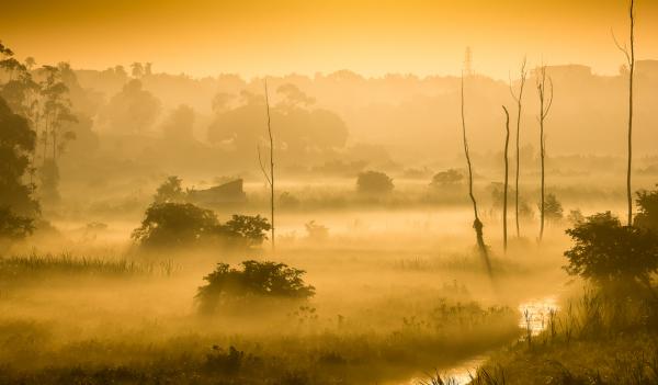 Image from 2015 NATURE CATEGORY WINNERS  -  James Wasswa  Honorable Mention, Nature  Morning Breeze...