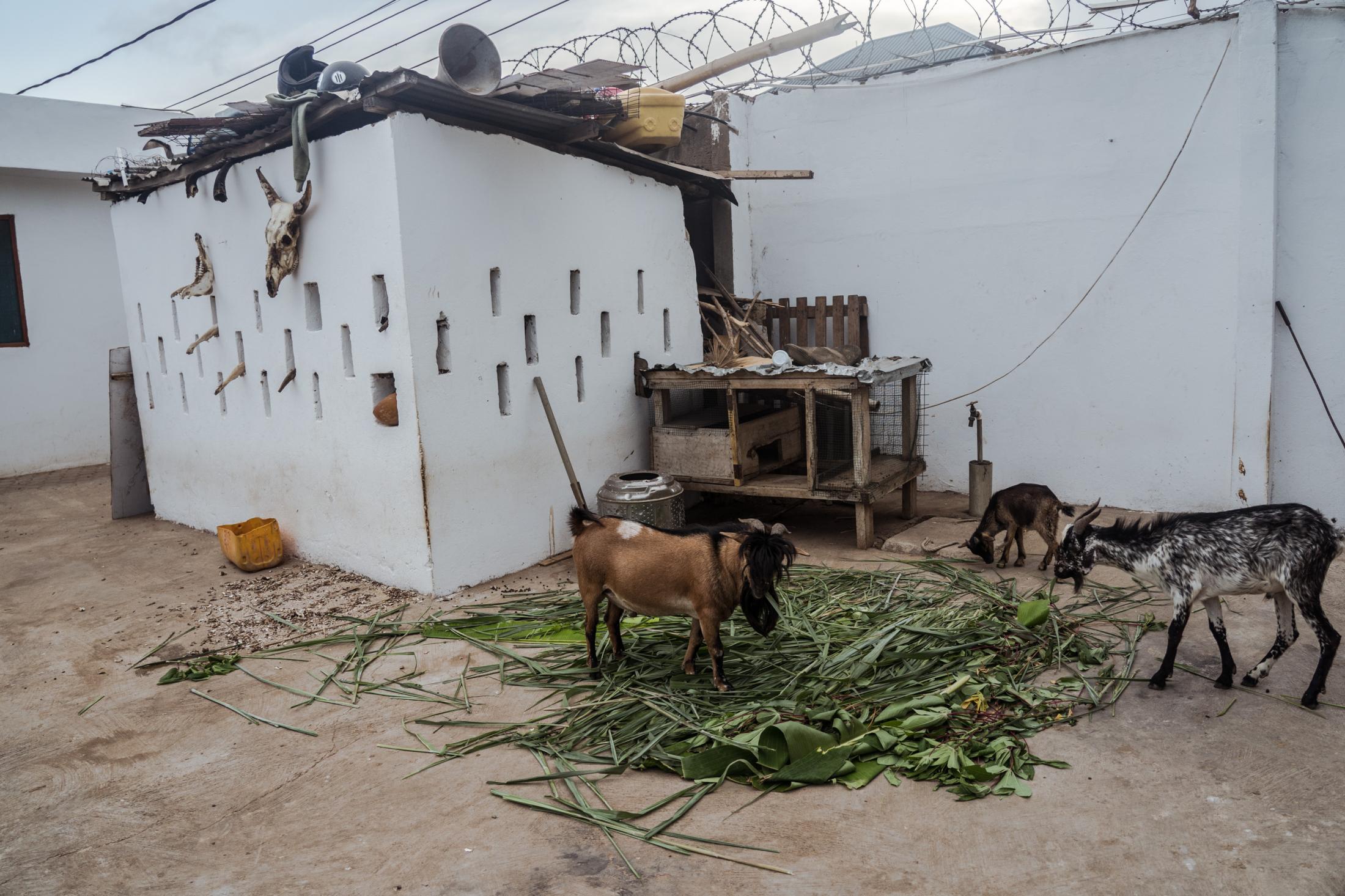 Spirituality and Herbal Medicine in Ghana During Covid-19 Pandemic -   In the shrine Christopher has many animals and birds,...
