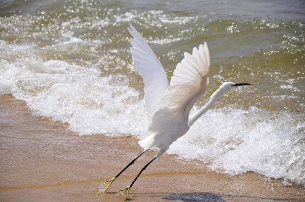 Image from 2014 NATURE CATEGORY WINNERS  -  Kennedy Oryema  Honourable Mention, Nature  An egret...