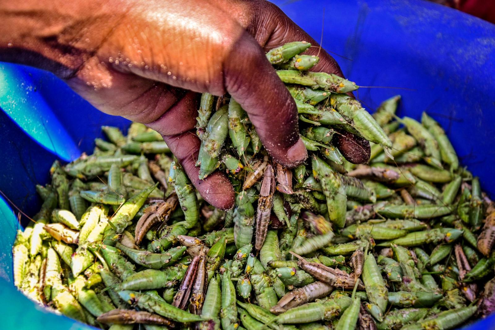 Plucked grasshoppers at one of the market stalls.