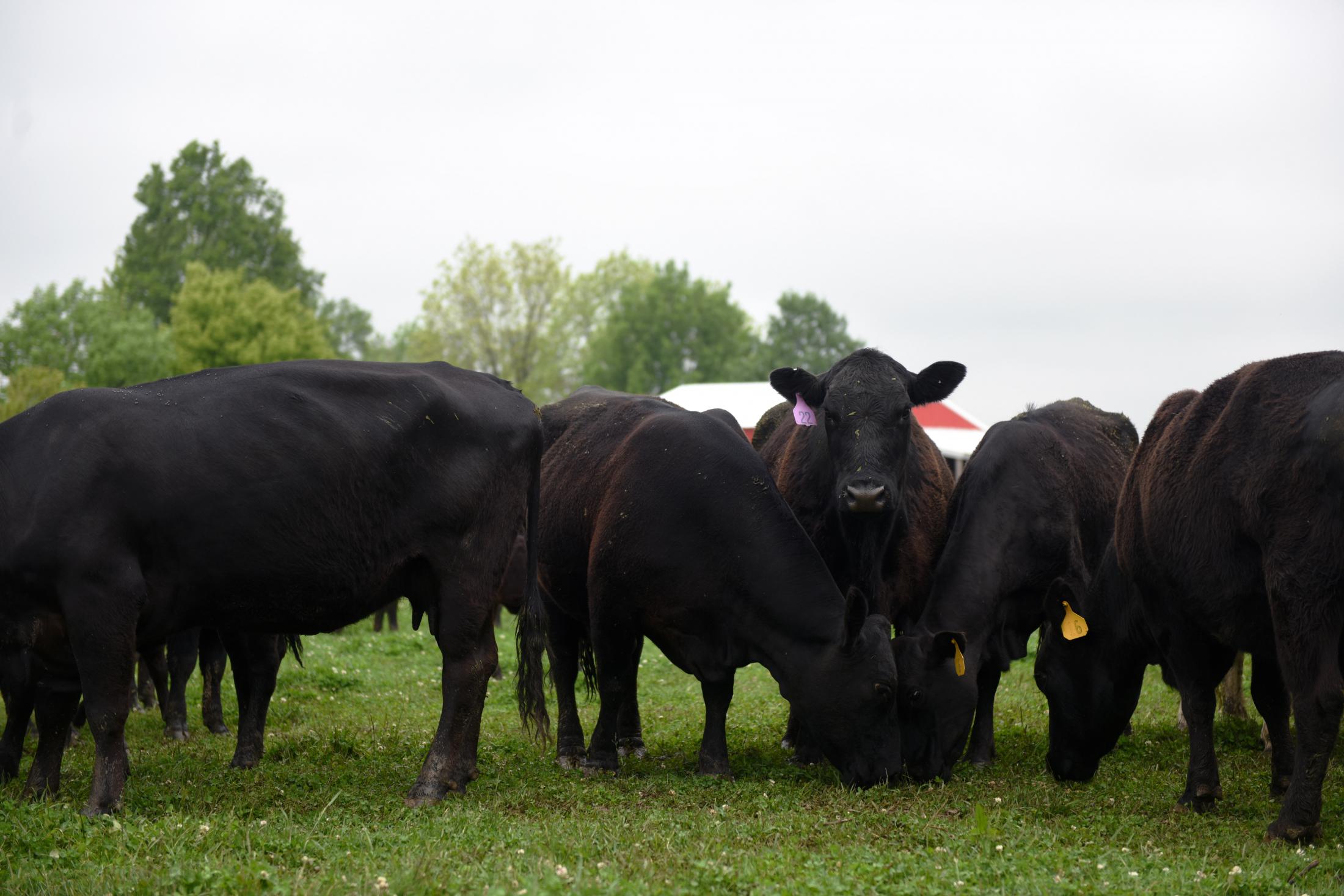 Family Farms Threatened by CAFOS - Local farms  Samantha Waigand/Missourian