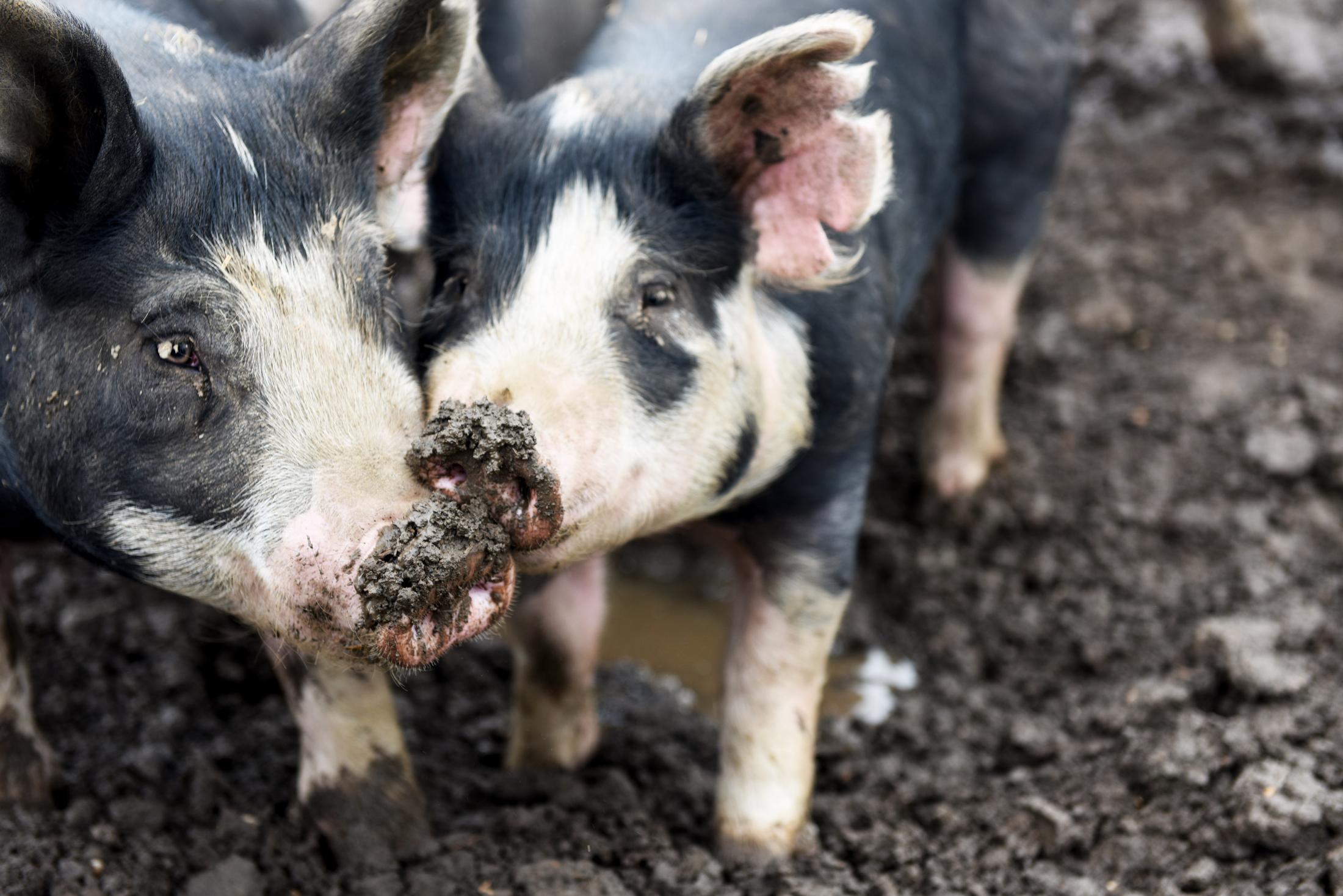 Family Farms Threatened by CAFOS - Hogs from the local community hog farm play in the mud on...
