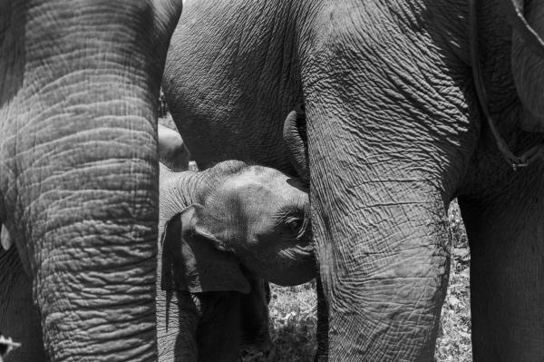 Travel -  Lampang, Thailand  A parade of Elephants walk up to a...