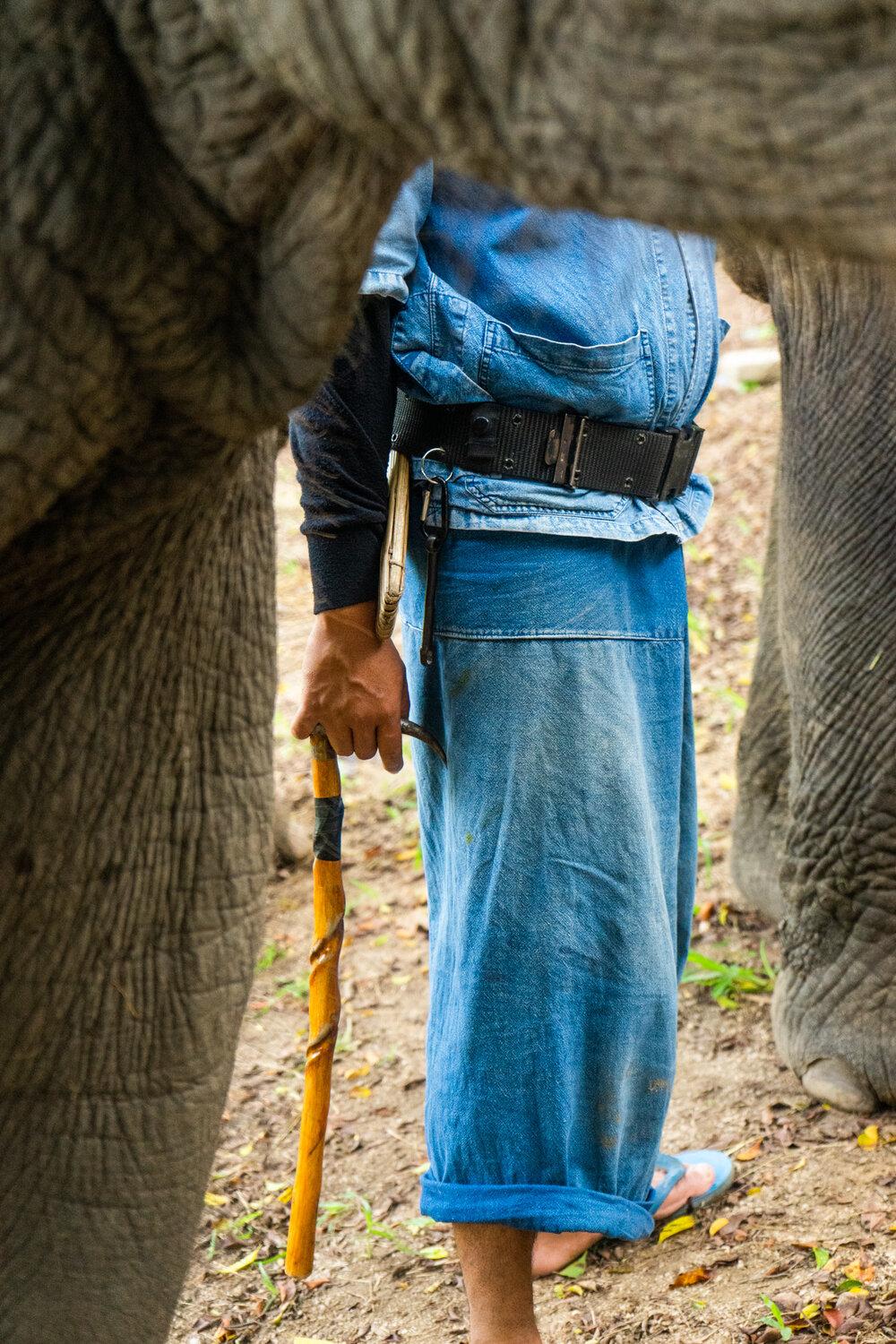 Travel - Lampang, Thailand  A Mahout holds his small knife next to...