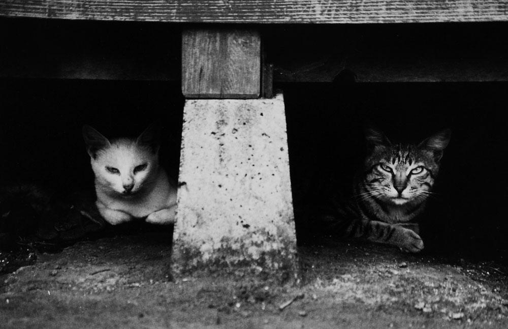 Hachijo:  Isle of Exile - Wild cats under the eaves in Nakanogo district.