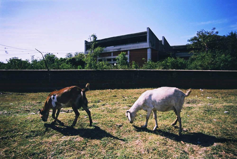 Goats graze next to the Carbide plant&#39;s supply factory and its northern wall. The soil...