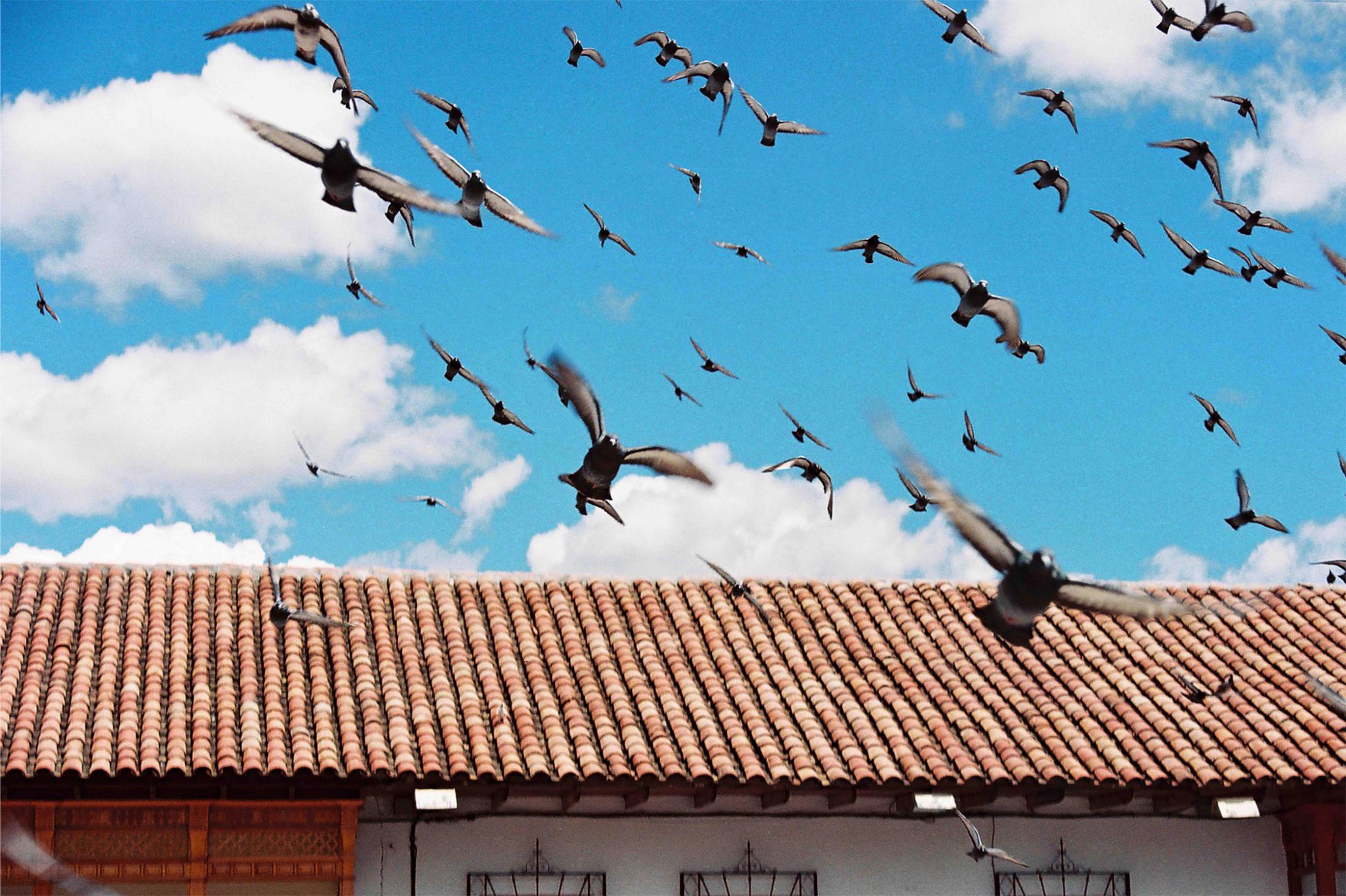 SINGLES -  A flock of pigeons flies over the Plaza de Armas in...