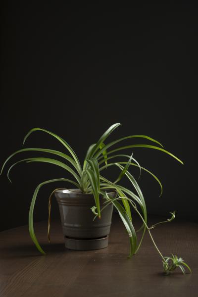 Image from House plants - Youngrae Kim Photography