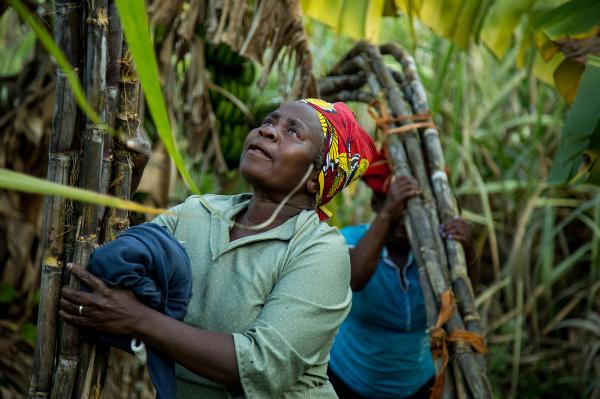 Photography - A day of picking sugarcane ends with the women carrying a...