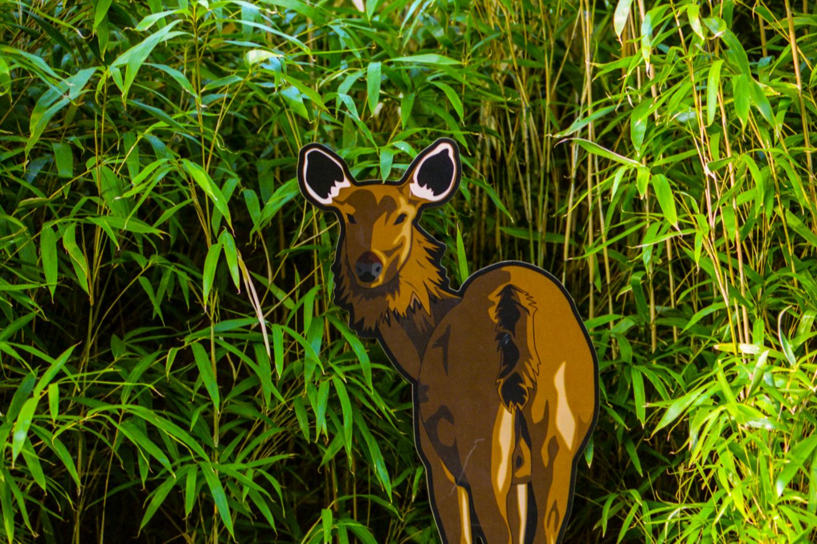 What I See - Deer exhibit, Smithsonian National Zoo. Washington, DC.