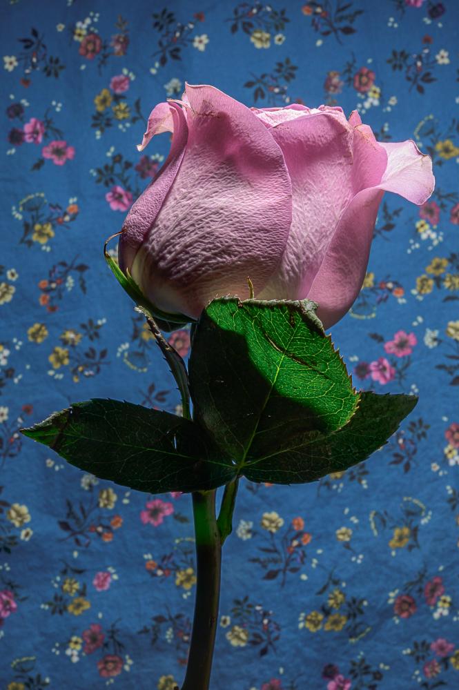 What I See - Pink Rose.