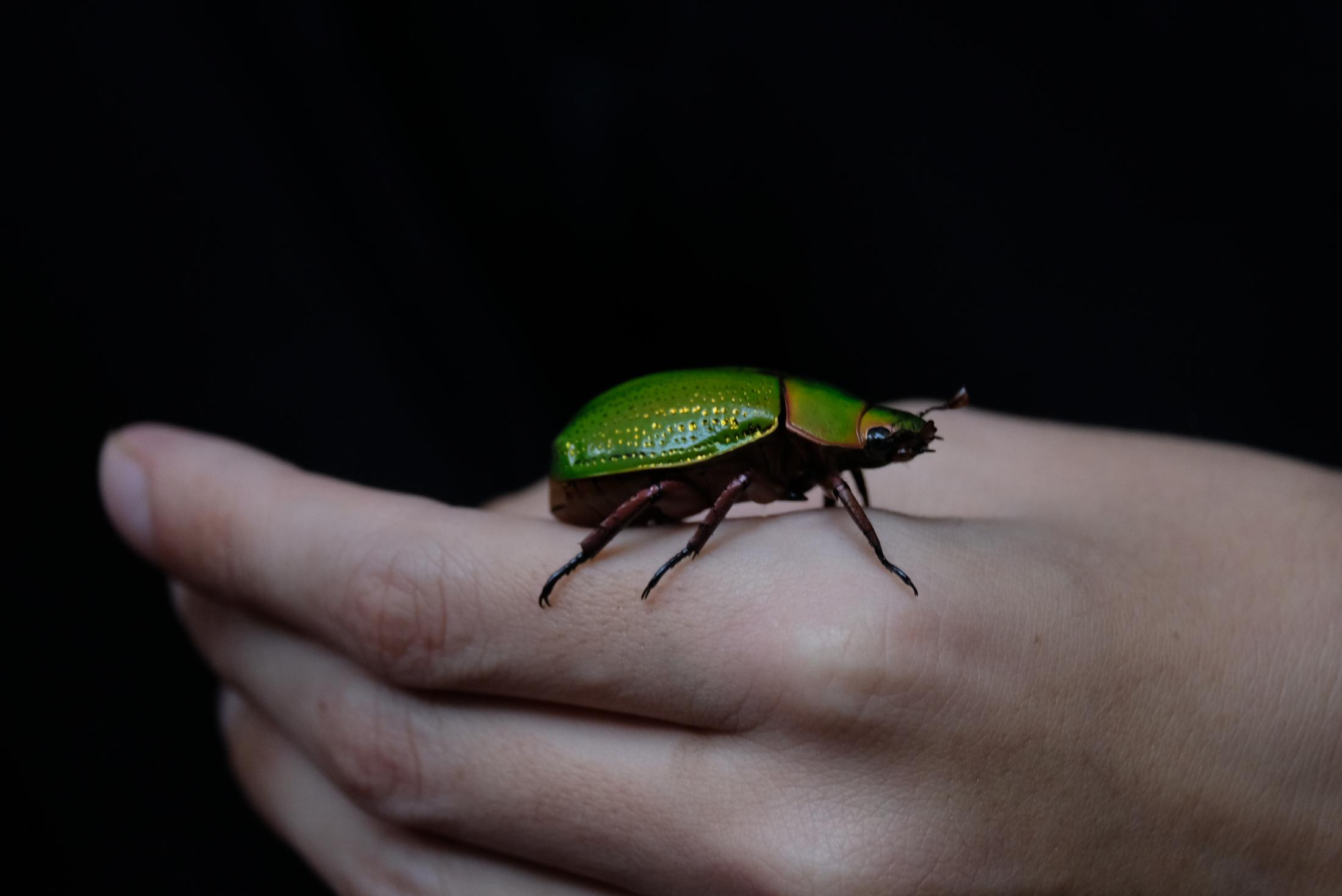 The hidden diversity of Cusuco National Park explodes out during the night. Jewel Scarab beetles are very rare, but out here their diversity and beauty of each sub-species are incredible. Slight touches of gold color in its bright green carcass stand out of all other beetle species. As Charles Darwin brilliantly once said, &quot;the creator is inordinately fond of beetles&quot;.
