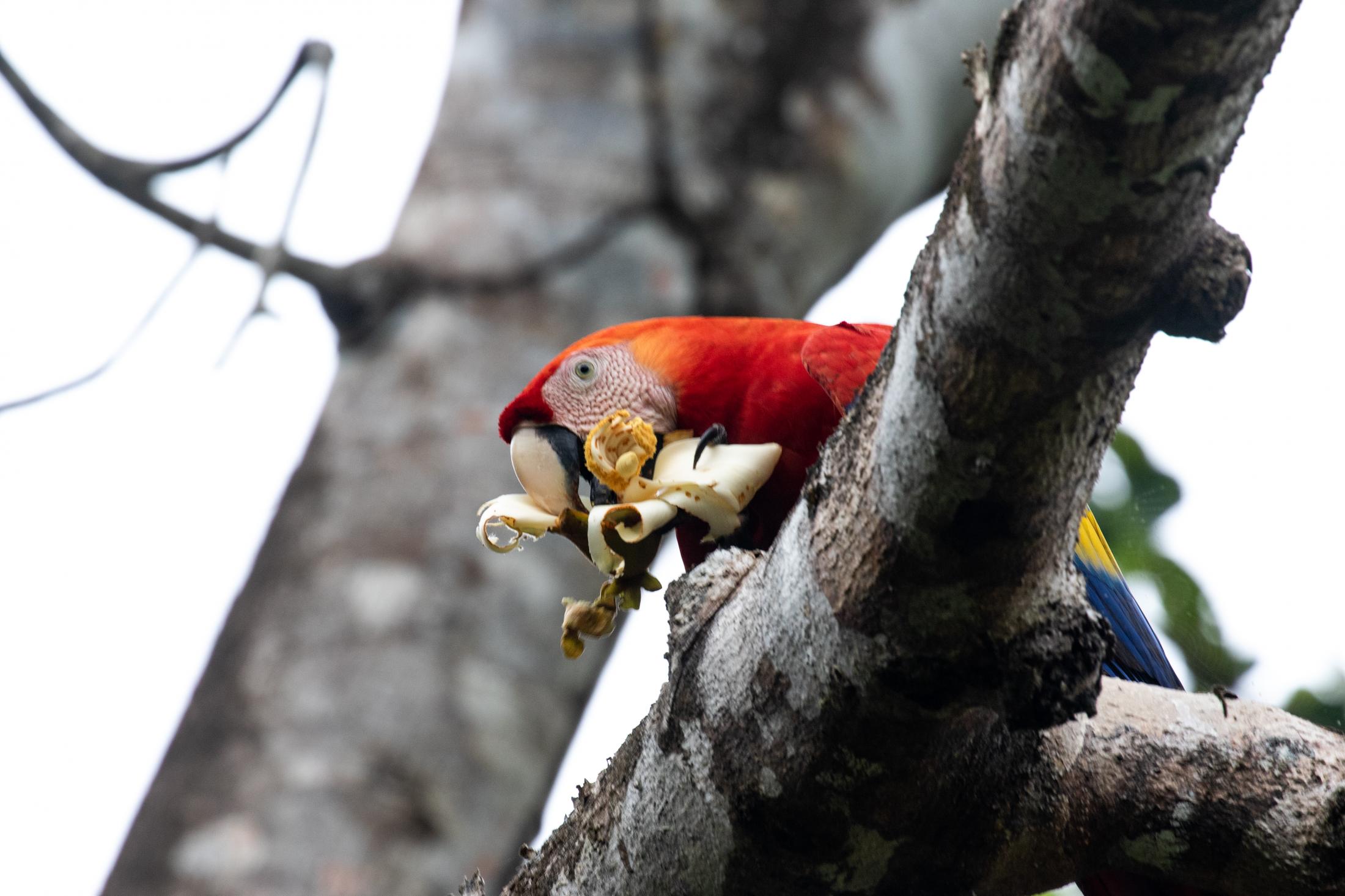 A Scarlet Macaw ( Ara macao)&nbsp; feeding on a Balsa tree flower seed. Macaws have made a...