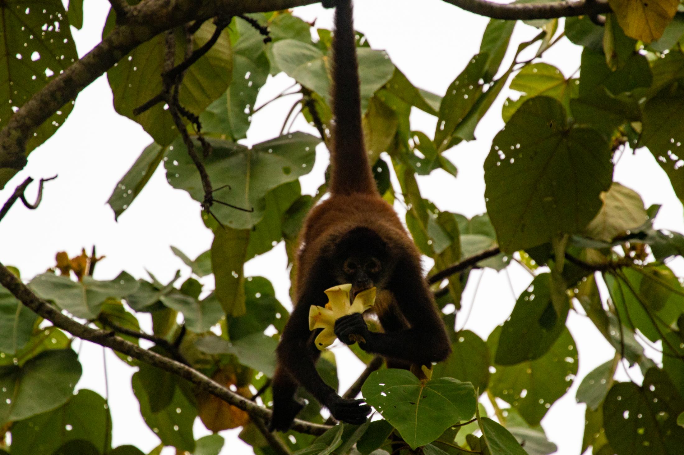 A spider monkey Ateles geoffroyi enjoys another flower seed from the Balsa tree in front of Piro...