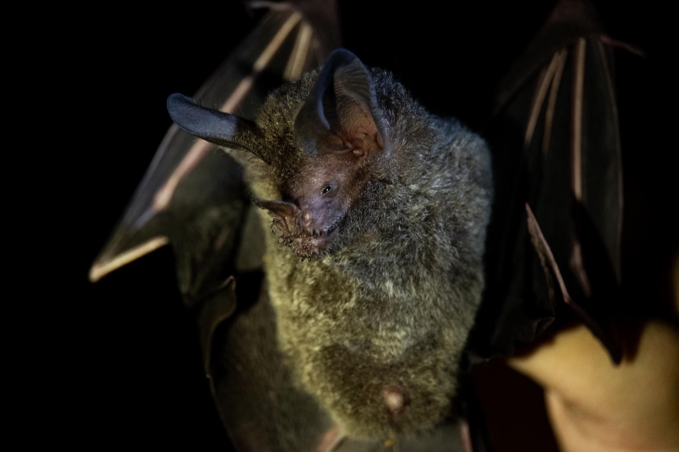 A mighty Trachops Cirrhosus caught during the first-ever Mesoamerican Christmas bat count...