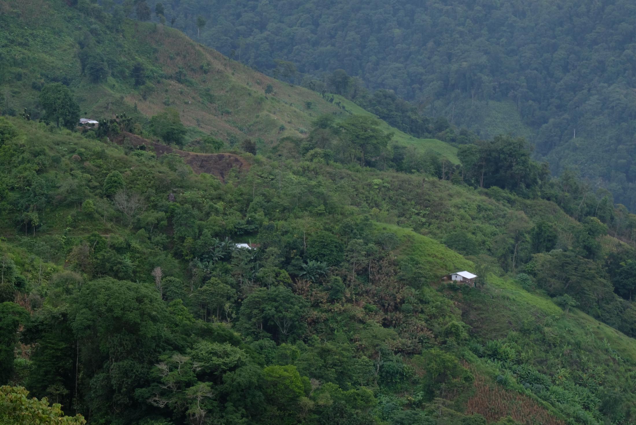 Bienvenidos a la Selva: Parque Nacional Cusuco - Coffee farms, in the buffer zone of the reserve. I heard...