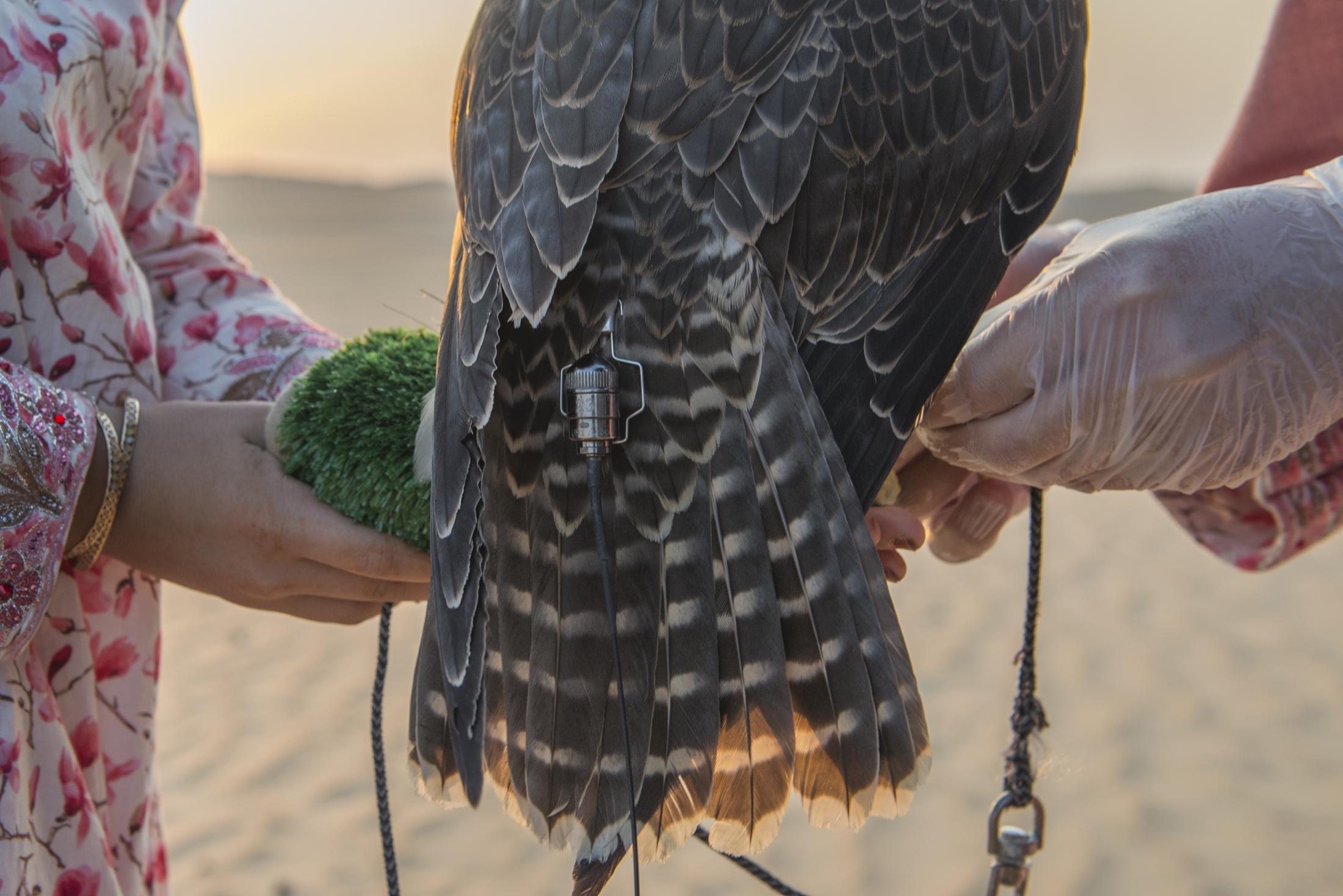 UAE : Women Breaking Stereotypes with Falconry -   Ayesha Al Mansoori attaches a GPS transmitter to the...