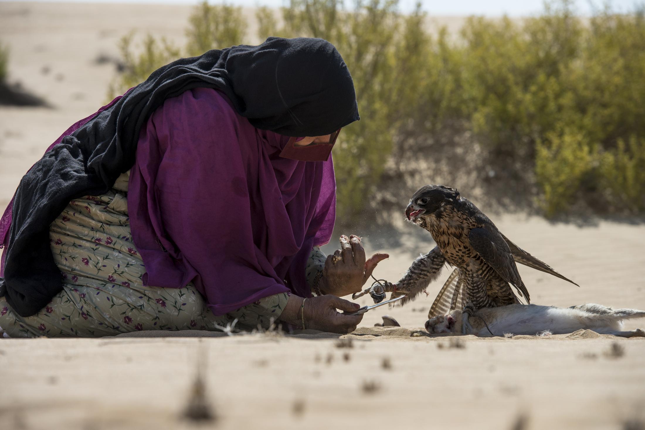 UAE : Women Breaking Stereotypes with Falconry -  Afrah with her falcon during a rabbit hunt. Falconry is...