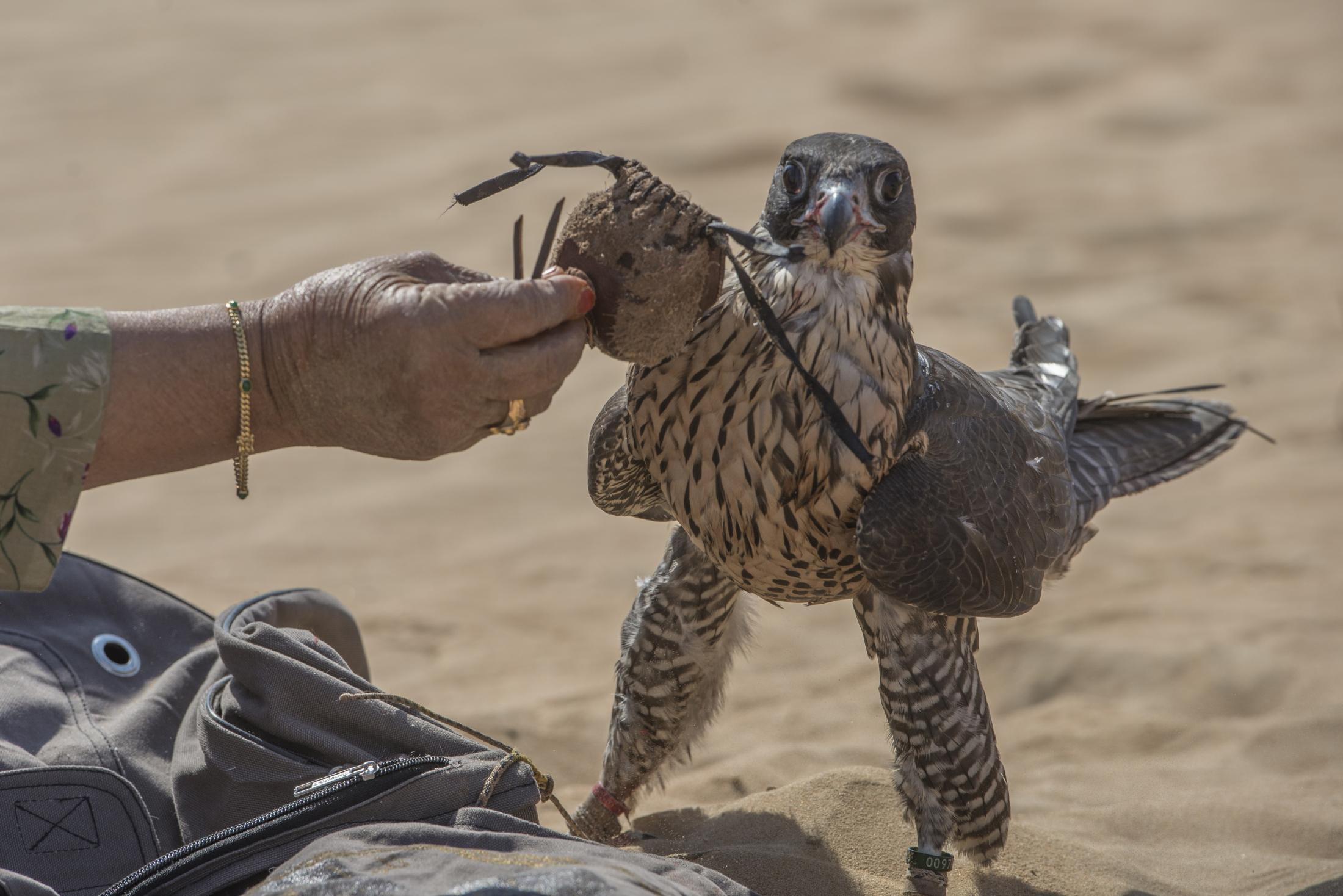 UAE : Women Breaking Stereotypes with Falconry -        Hooding the Falcon     A female falconer...