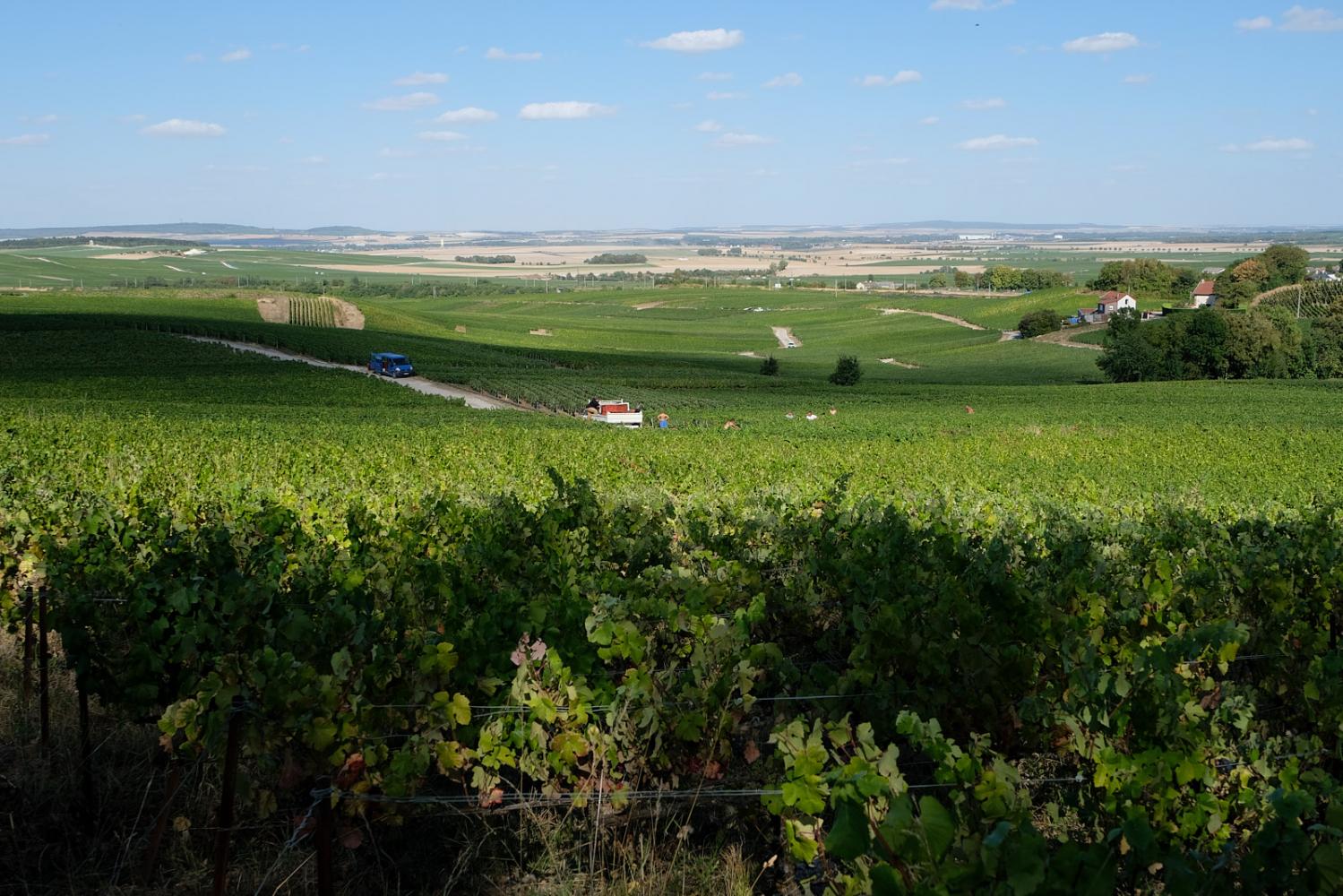 Fields full of grapes are waiti...ance&#39;s Champagne region
